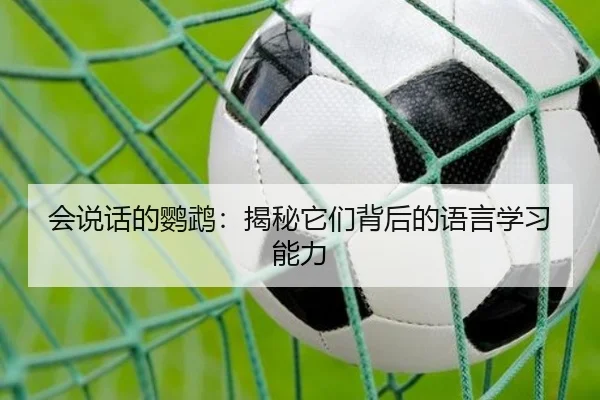 会说话的鹦鹉：揭秘它们背后的语言学习能力 - leyu